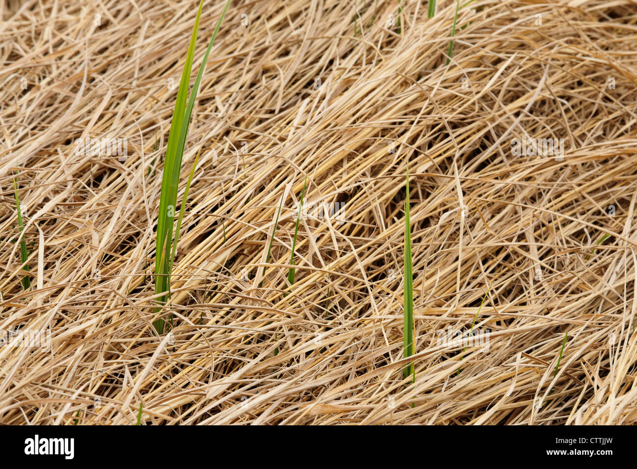 Fresh growth of marsh grasses emerging through mat of dead grasses