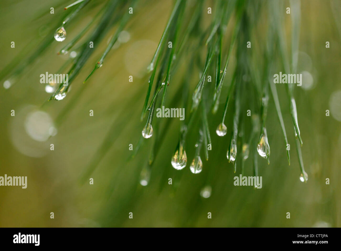 Eastern white pine (Pinus strobus) Needles with raindrops, Greater Sudbury, Ontario, Canada Stock Photo