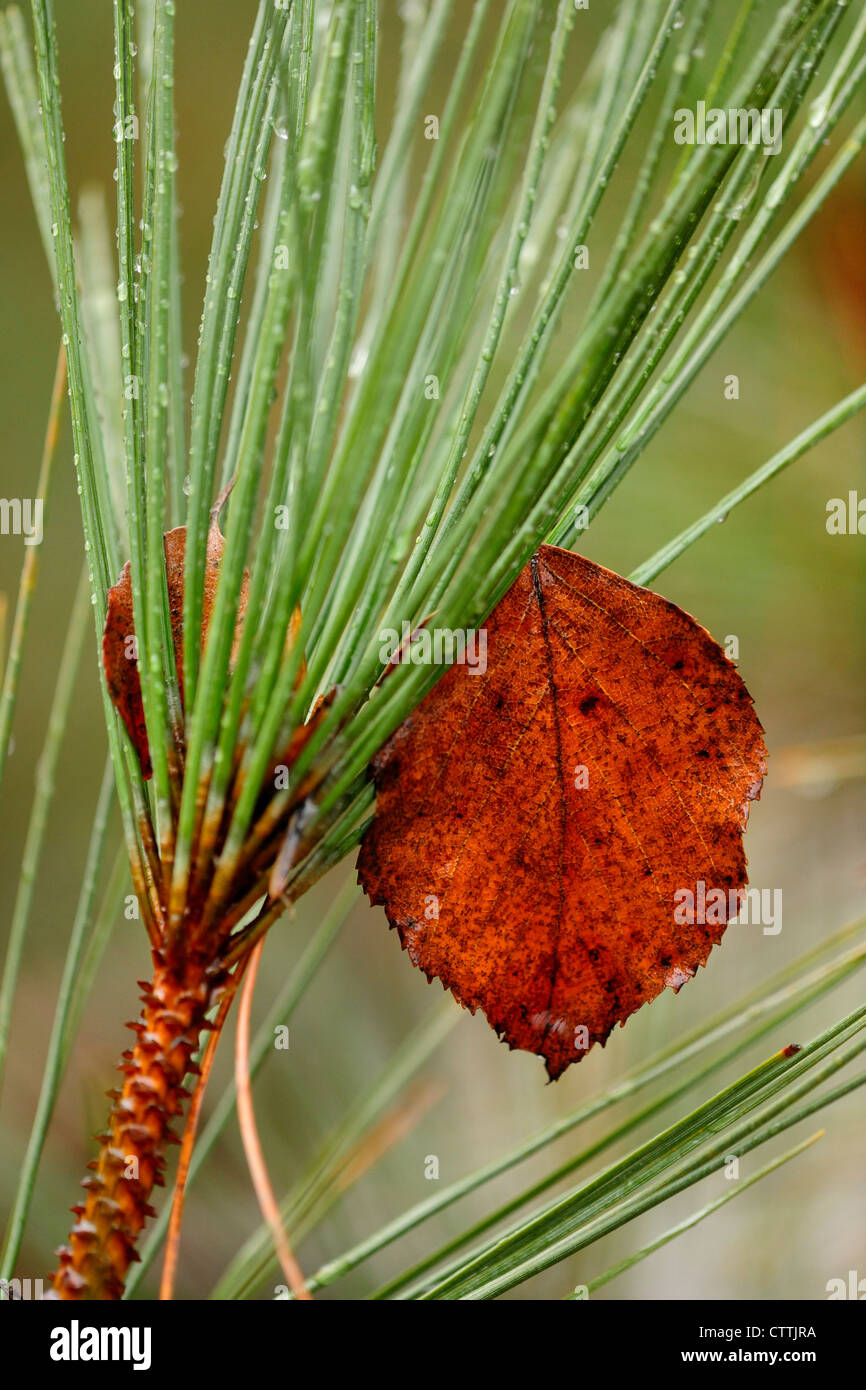 Red pine (Pinus resinosa) With fallen broadleaf, Greater Sudbury, Ontario, Canada Stock Photo