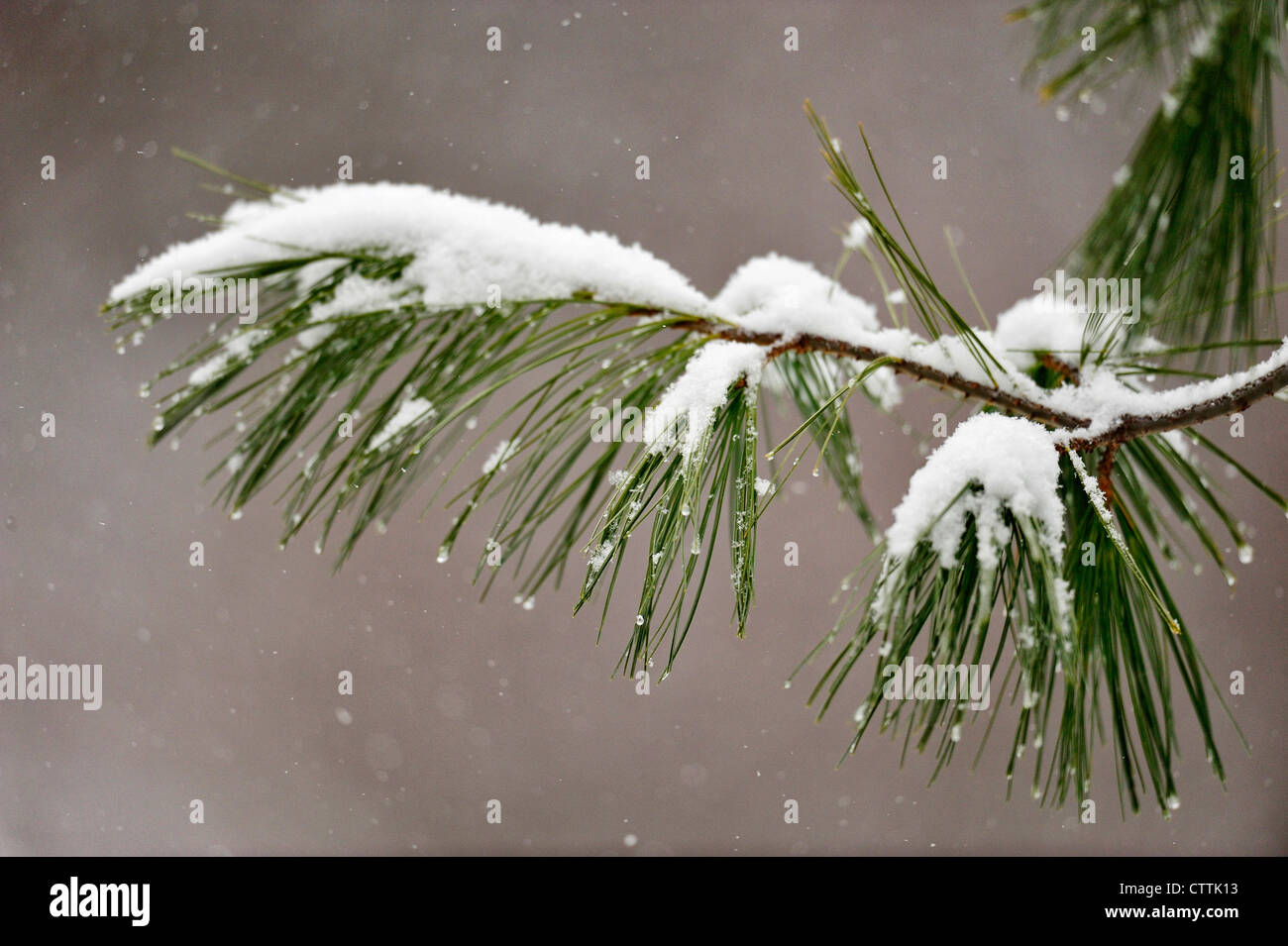 Eastern white pine (Pinus strobus) Greater Sudbury, Ontario, Canada Stock Photo