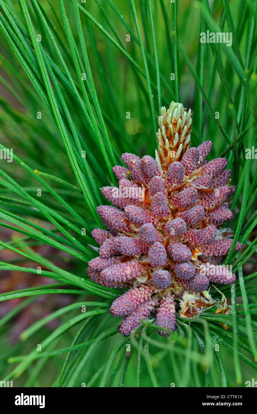 Red pine (Pinus resinosa) Reproductive cones, Greater Sudbury, Ontario, Canada Stock Photo