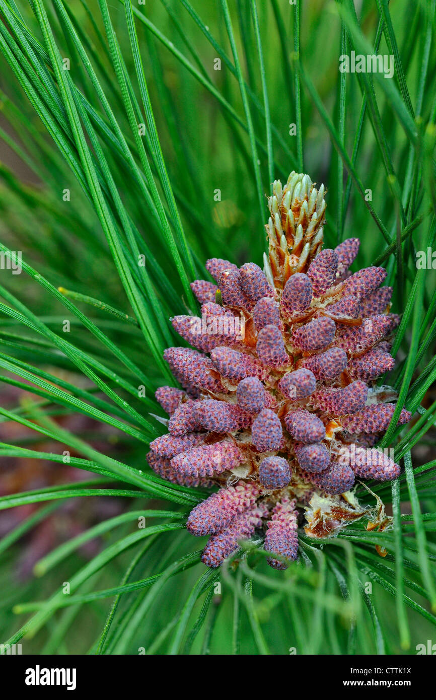 Pine female cones High Resolution Stock Photography and Images - Alamy