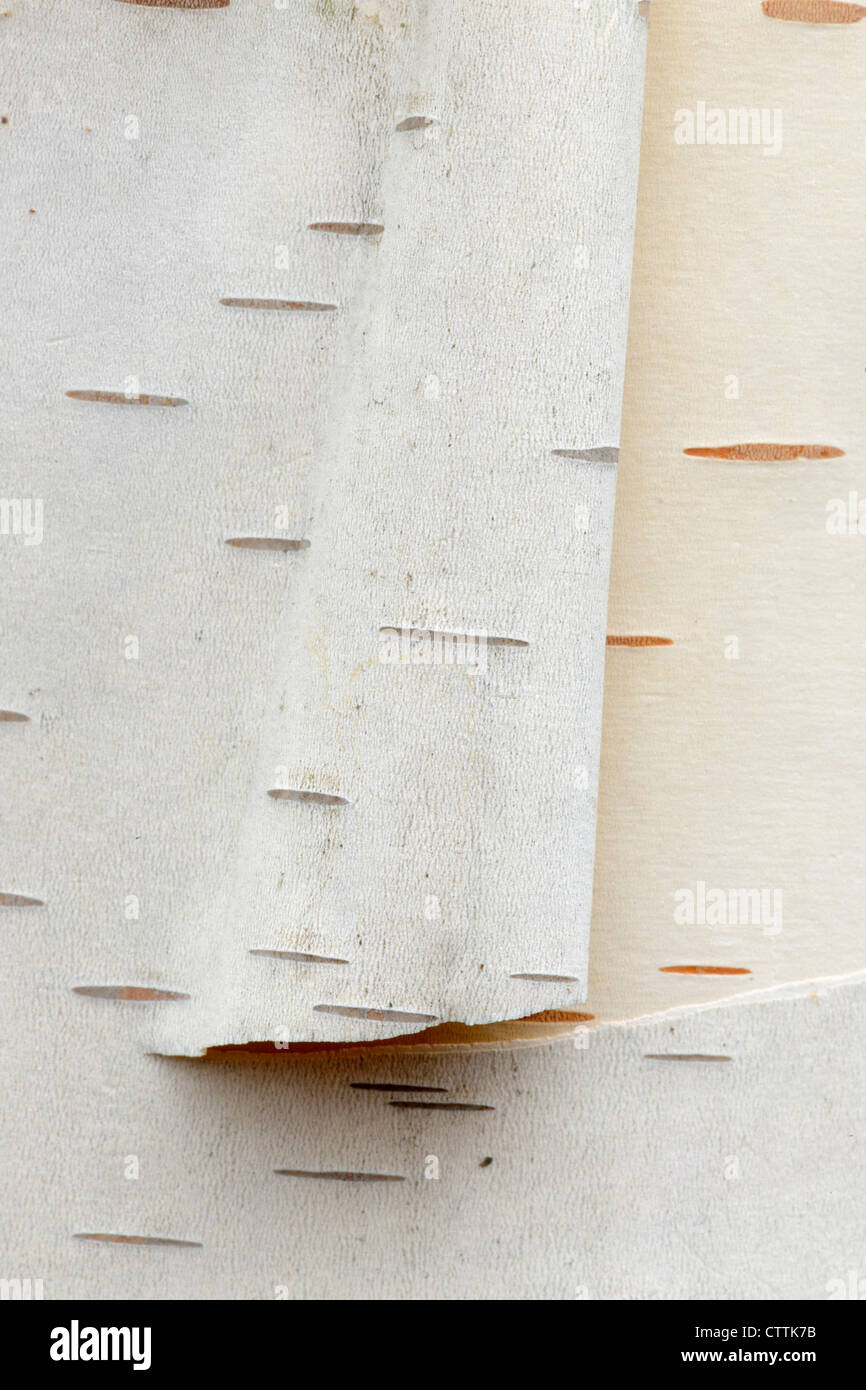 White birch (Betula papyrifera) Peeling bark, Greater Sudbury, Ontario, Canada Stock Photo