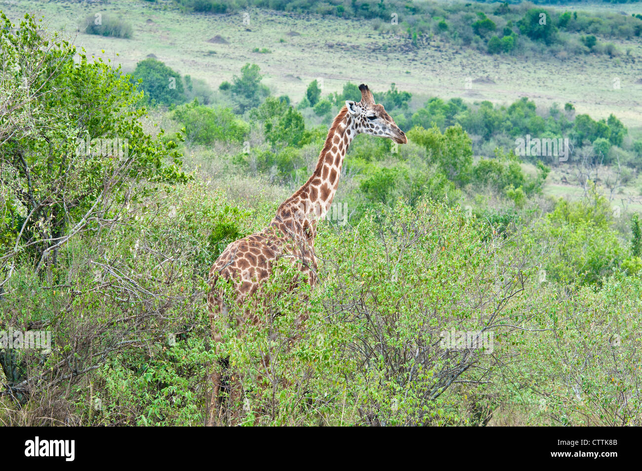 Masai Giraffe, Giraffa camelopardalis, Masai Mara National Reserve, Kenya, East Africa Stock Photo