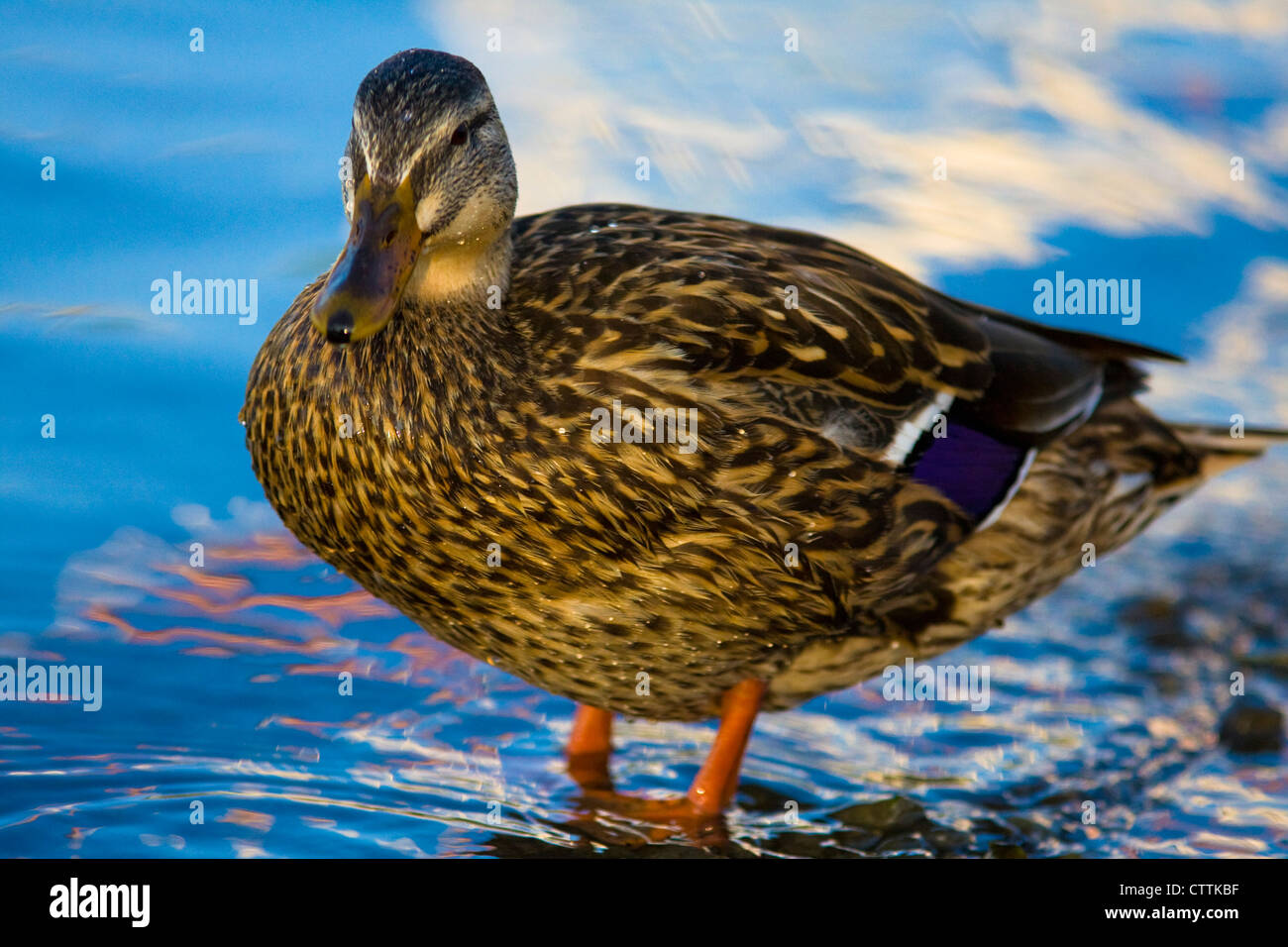 Female speculum hires stock photography and images Alamy