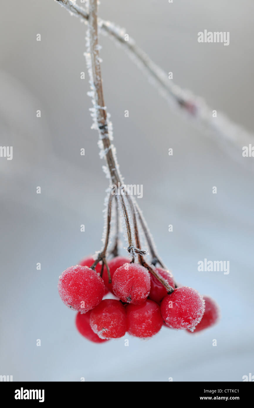 Highbush cranberry (Viburnum trilobum) berries with frost, Greater Sudbury, Ontario, Canada Stock Photo