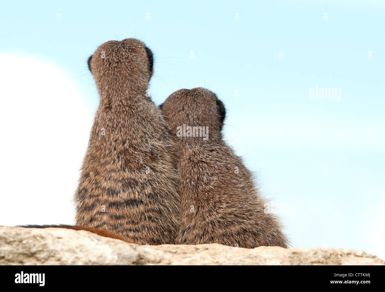 Meerkats on watch Stock Photo