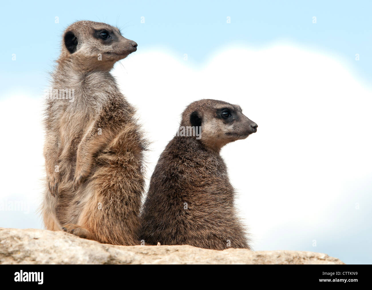 Meerkats on watch Stock Photo