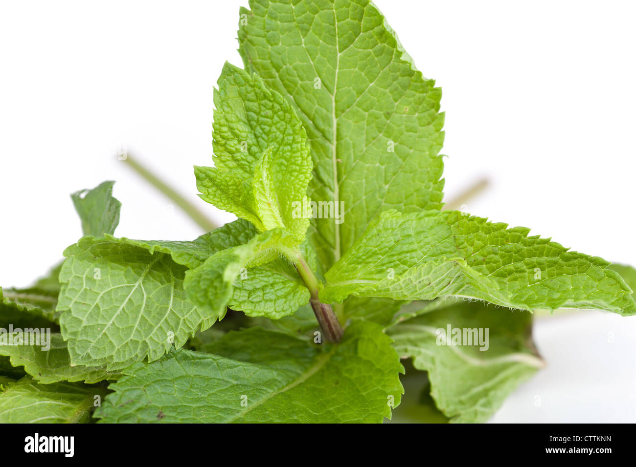 Leafs of mint, closeup on white background Stock Photo