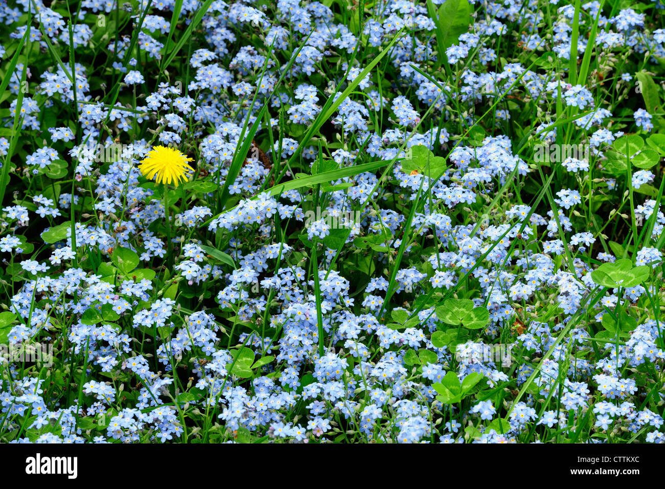Forget-me-nots, clover and dandelion, Wanup, Ontario, Canada Stock Photo