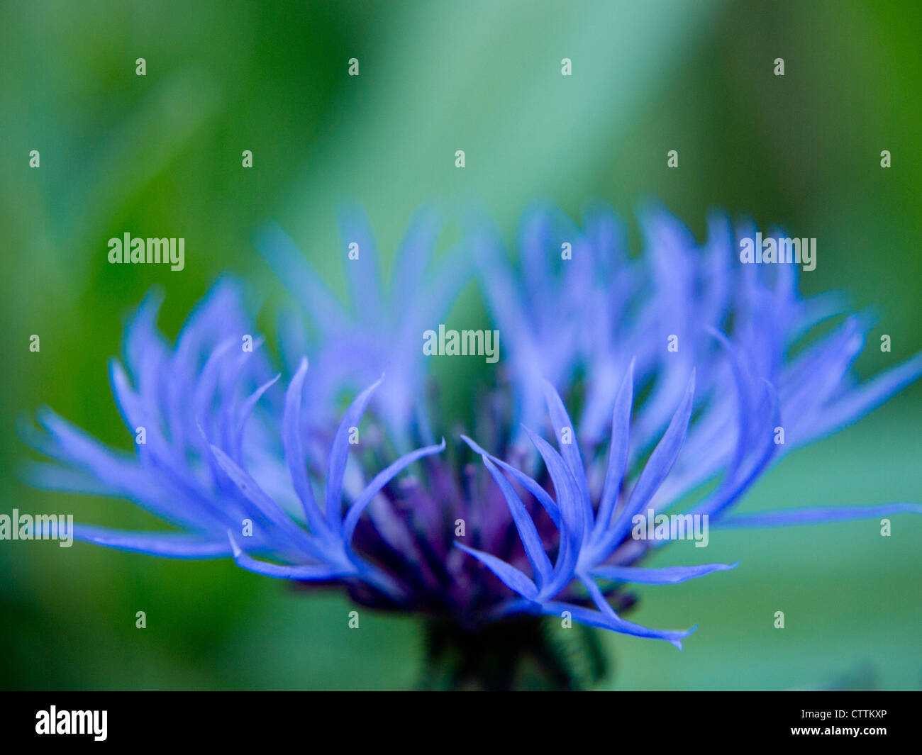 blue centaurea flower Stock Photo