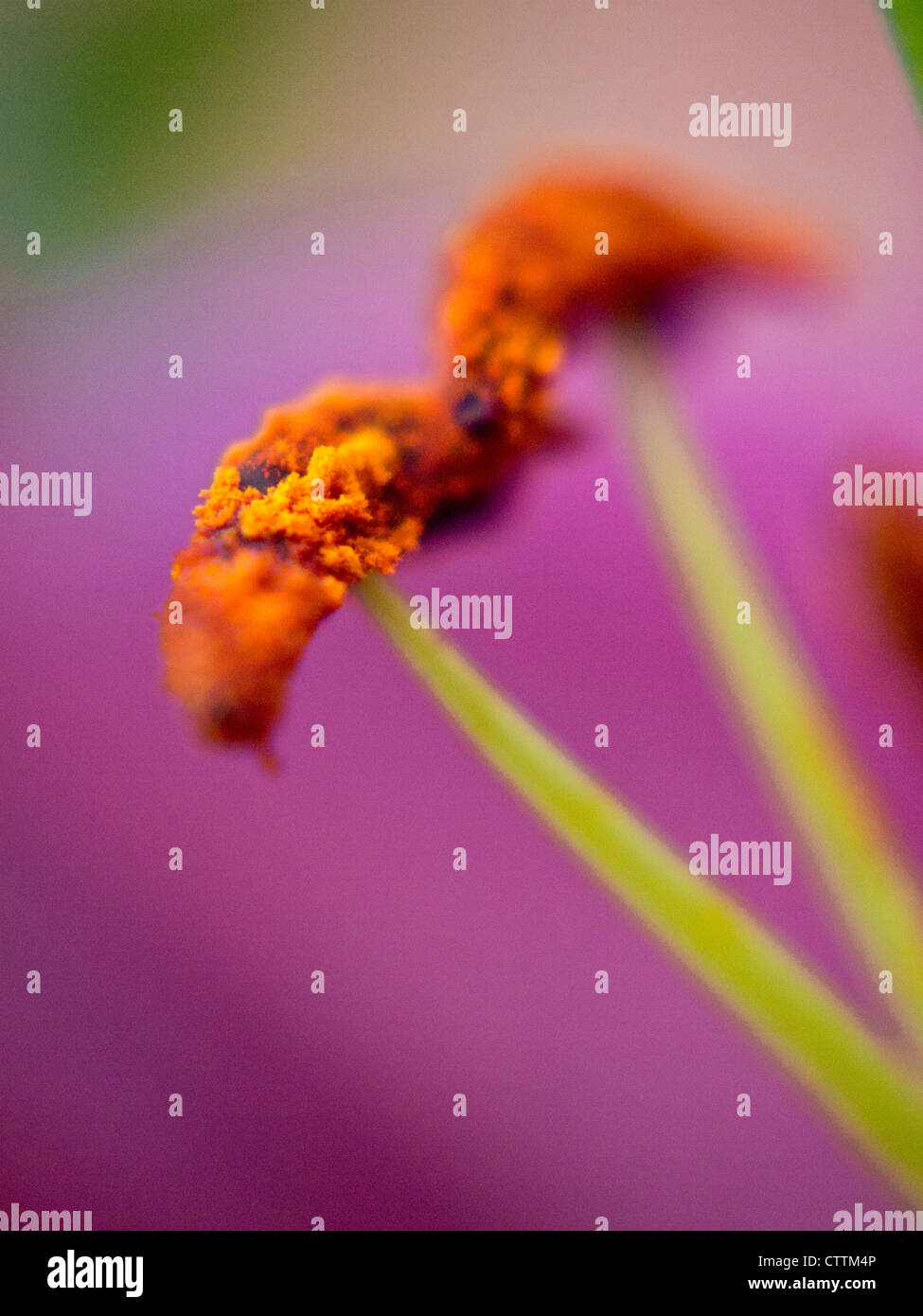 Lily stamens up close Stock Photo