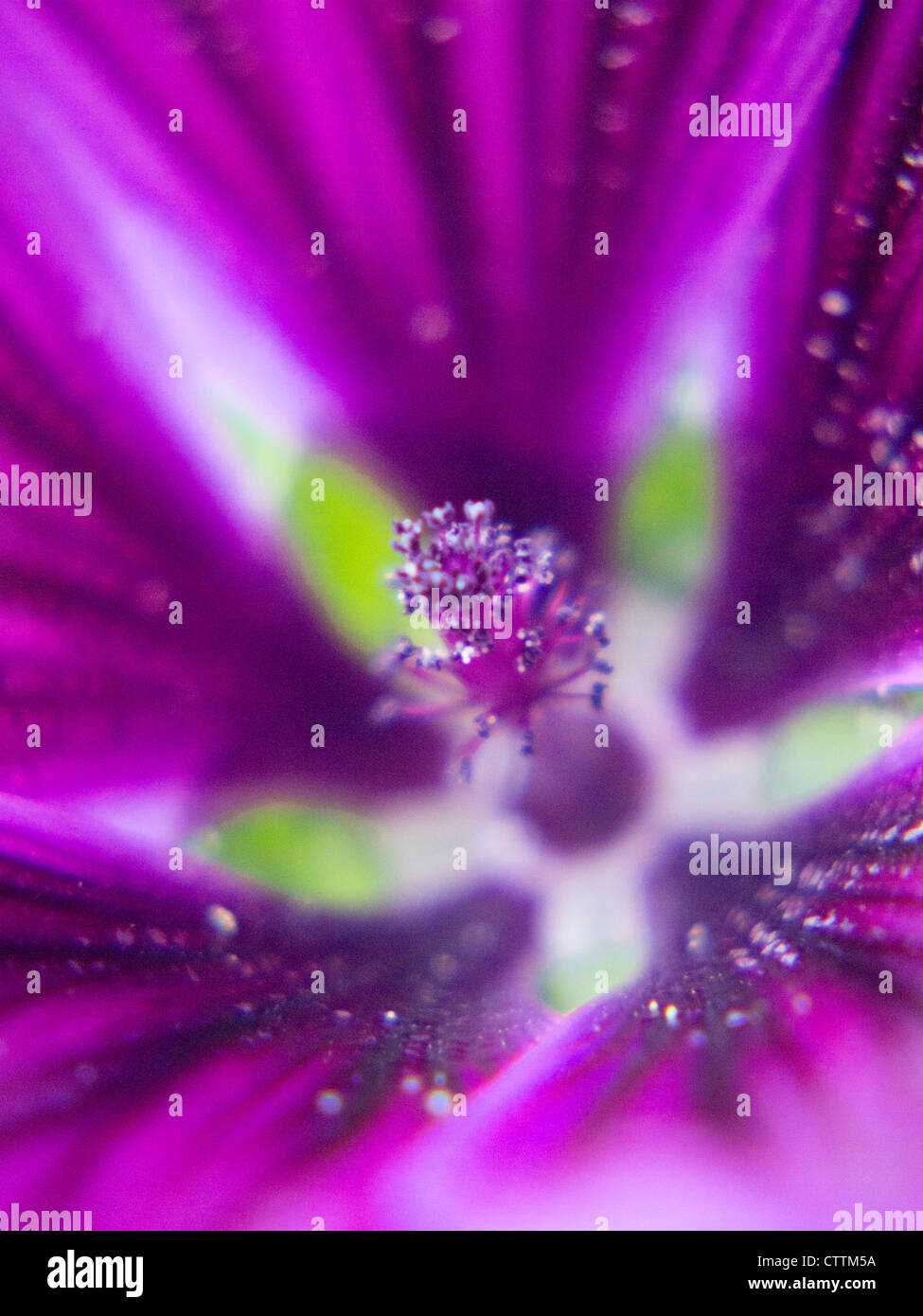 Close up flower artists hi-res stock photography and images - Alamy