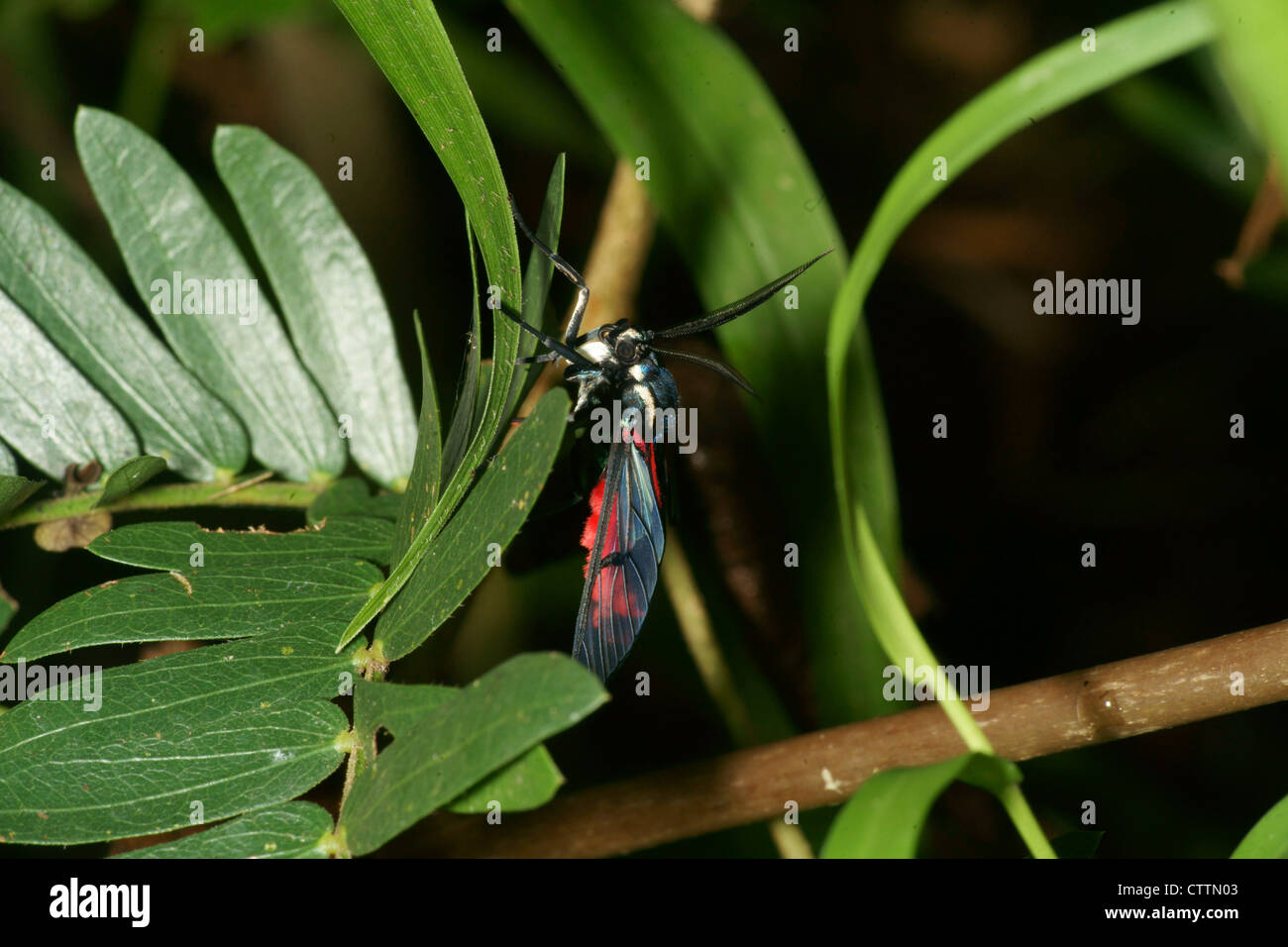 Cosmosoma Wasp Moth on leaf Stock Photo