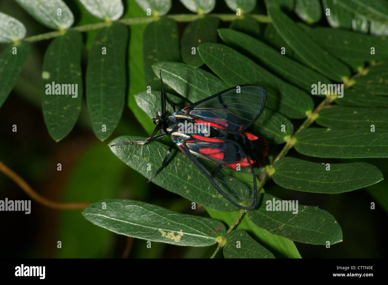 Cosmosoma Wasp Moth on leaf Stock Photo