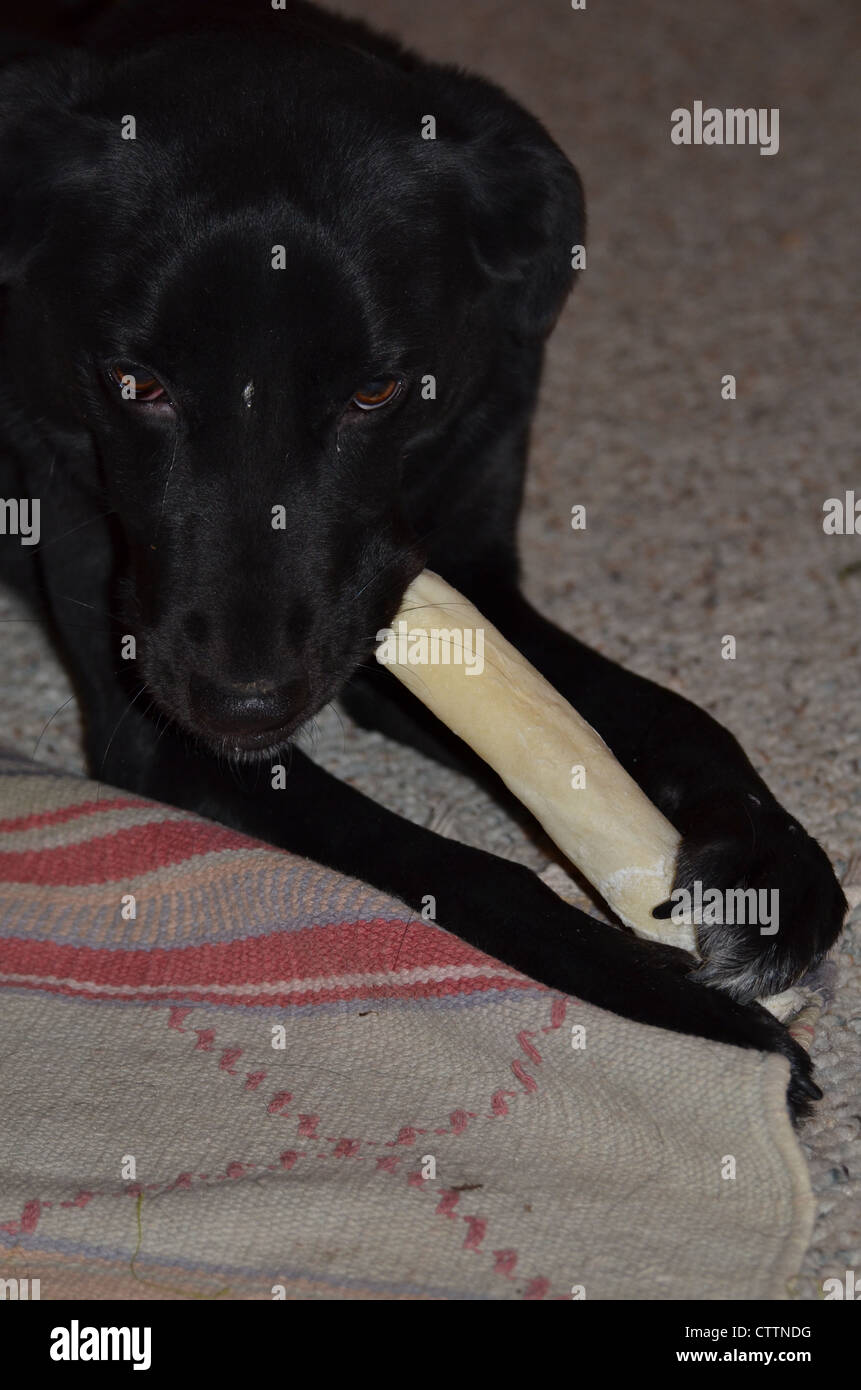 dog chewing rawhide bone Stock Photo Alamy