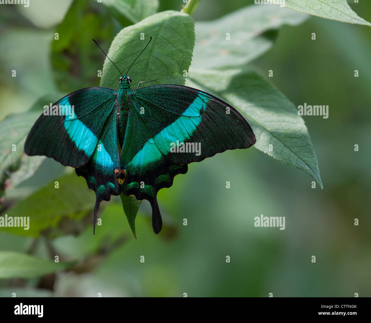 Morpho butterfly. Beautiful blue butterfly Stock Photo - Alamy