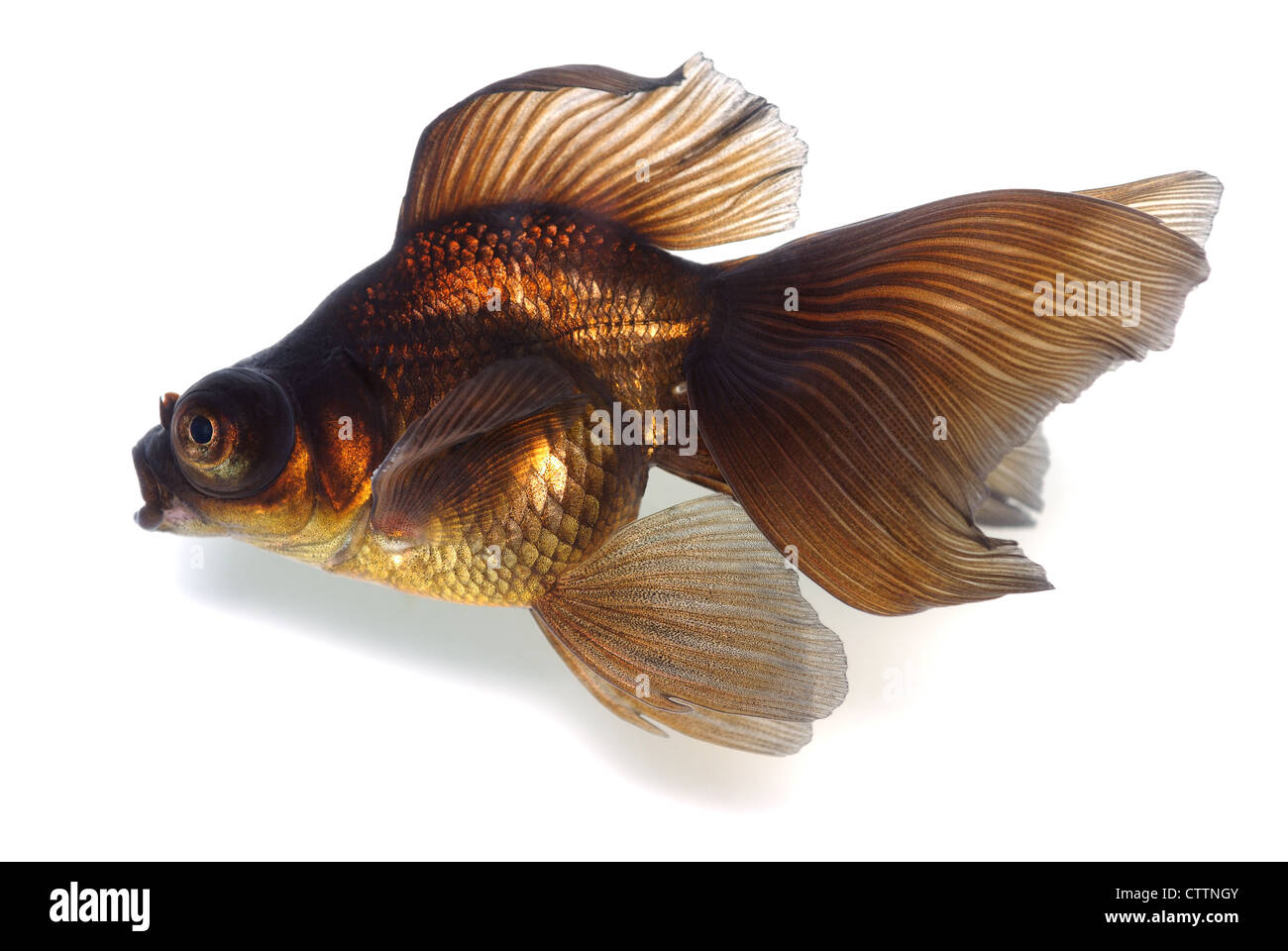 Brown Goldfish. White background. Isolated. With shade. Stock Photo