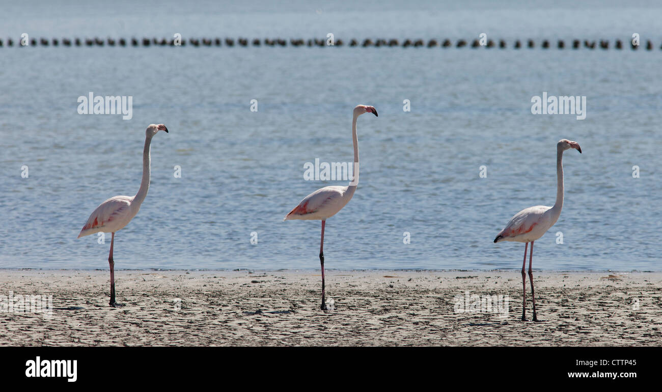 Pink flamingoes in Cagliari. Sardinia, Italy. Stock Photo