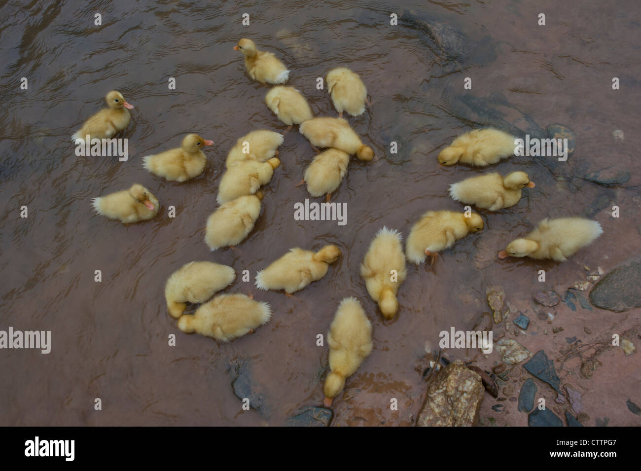 Freerange ducklings being reared organically in Kho Muong village in North west Vietnam Stock Photo