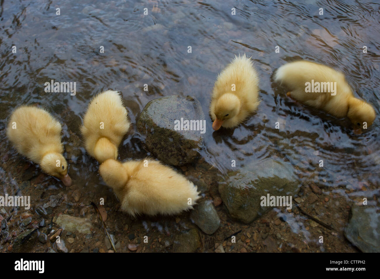 Freerange ducklings being reared organically in Kho Muong village in North west Vietnam Stock Photo