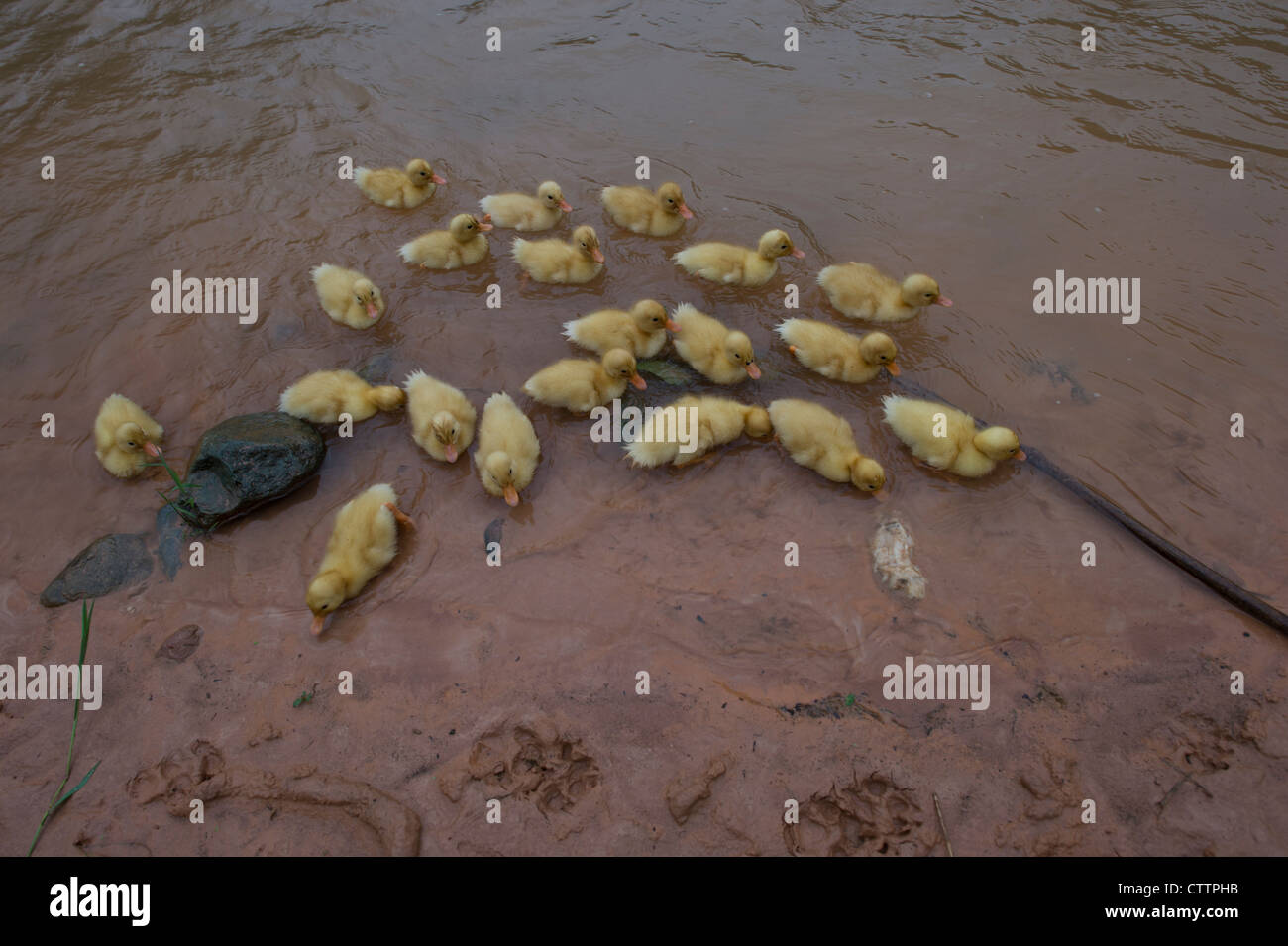 Freerange ducklings being reared organically in Kho Muong village in North west Vietnam Stock Photo