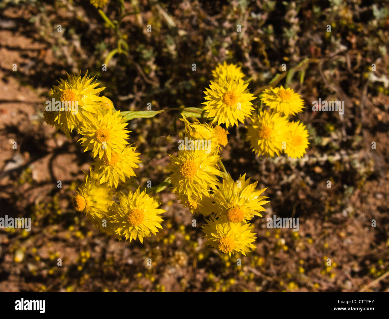 Waitzia (Waitzia nitida), Western Australia Stock Photo