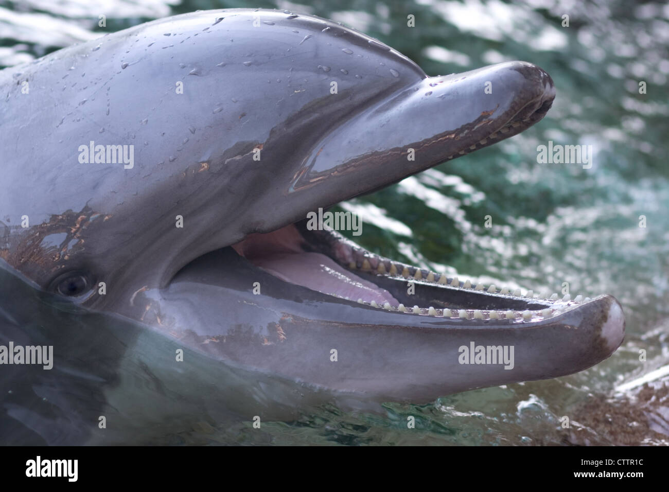 Head Portrait of Bottlenose dolphin  Stock Photo