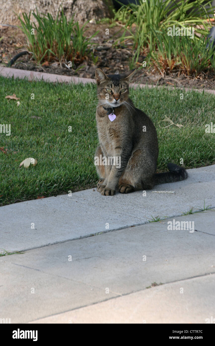 This image shows a gray and black house cat sitting on a concrete ...