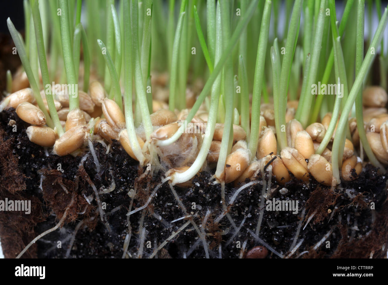 Rice Seed Germination High Resolution Stock Photography and Images - Alamy