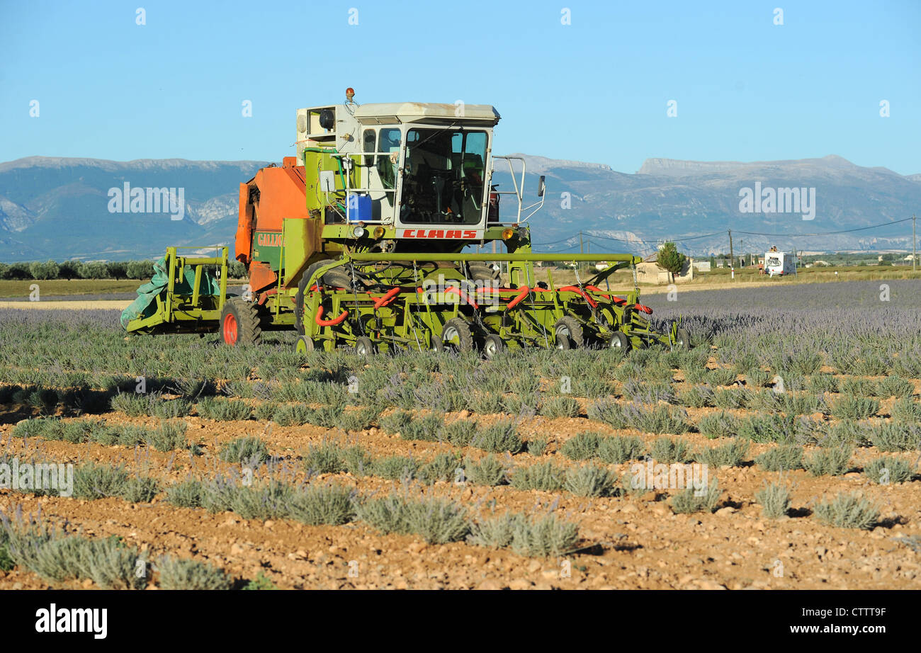 Heavy machinery in a lavender field about to be harvested on the plateau de Valensole in Provence, France. Stock Photo
