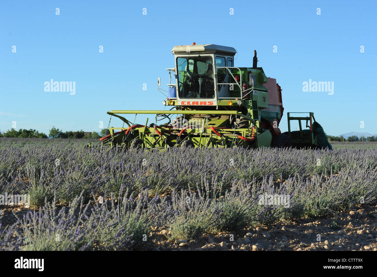Heavy machinery in a lavender field about to be harvested on the plateau de Valensole in Provence, France. Stock Photo