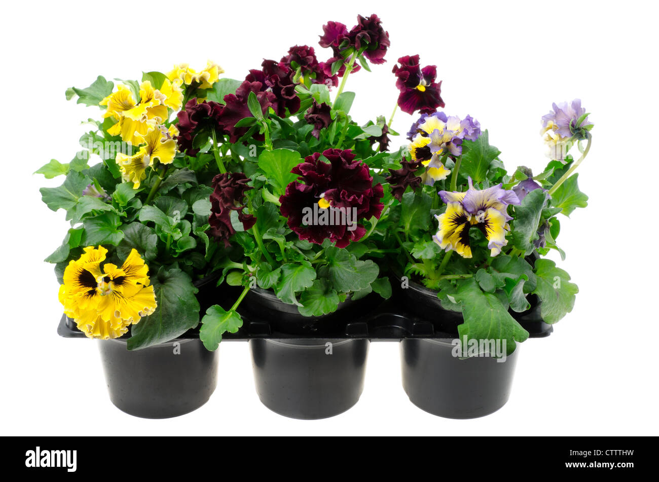 Pansy seed hi-res stock photography and images - Alamy