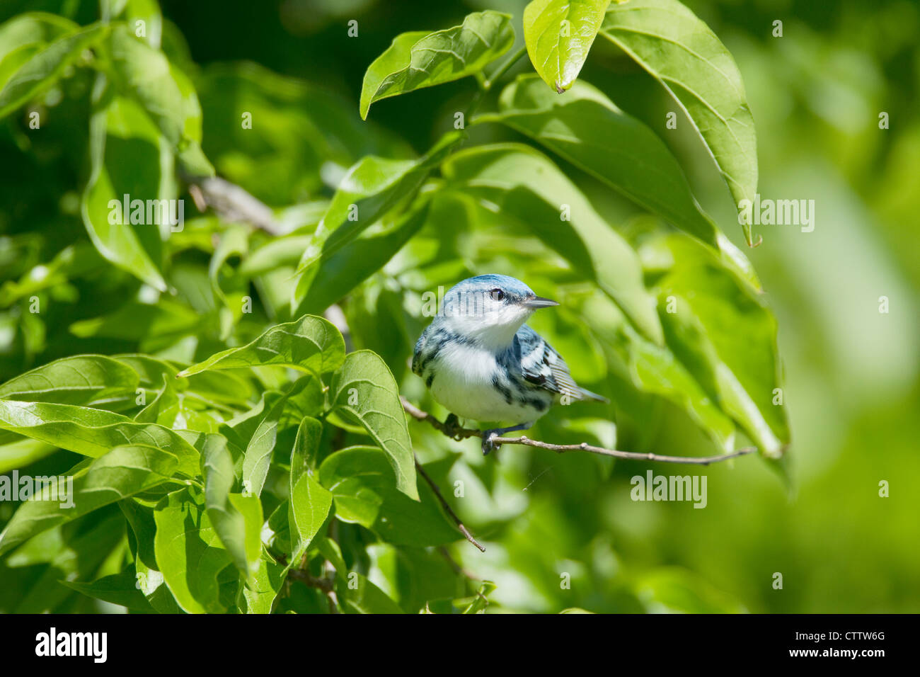 Cerulean Warbler Dendroica cerulea Quintana Texas. USA BI022334 Stock Photo