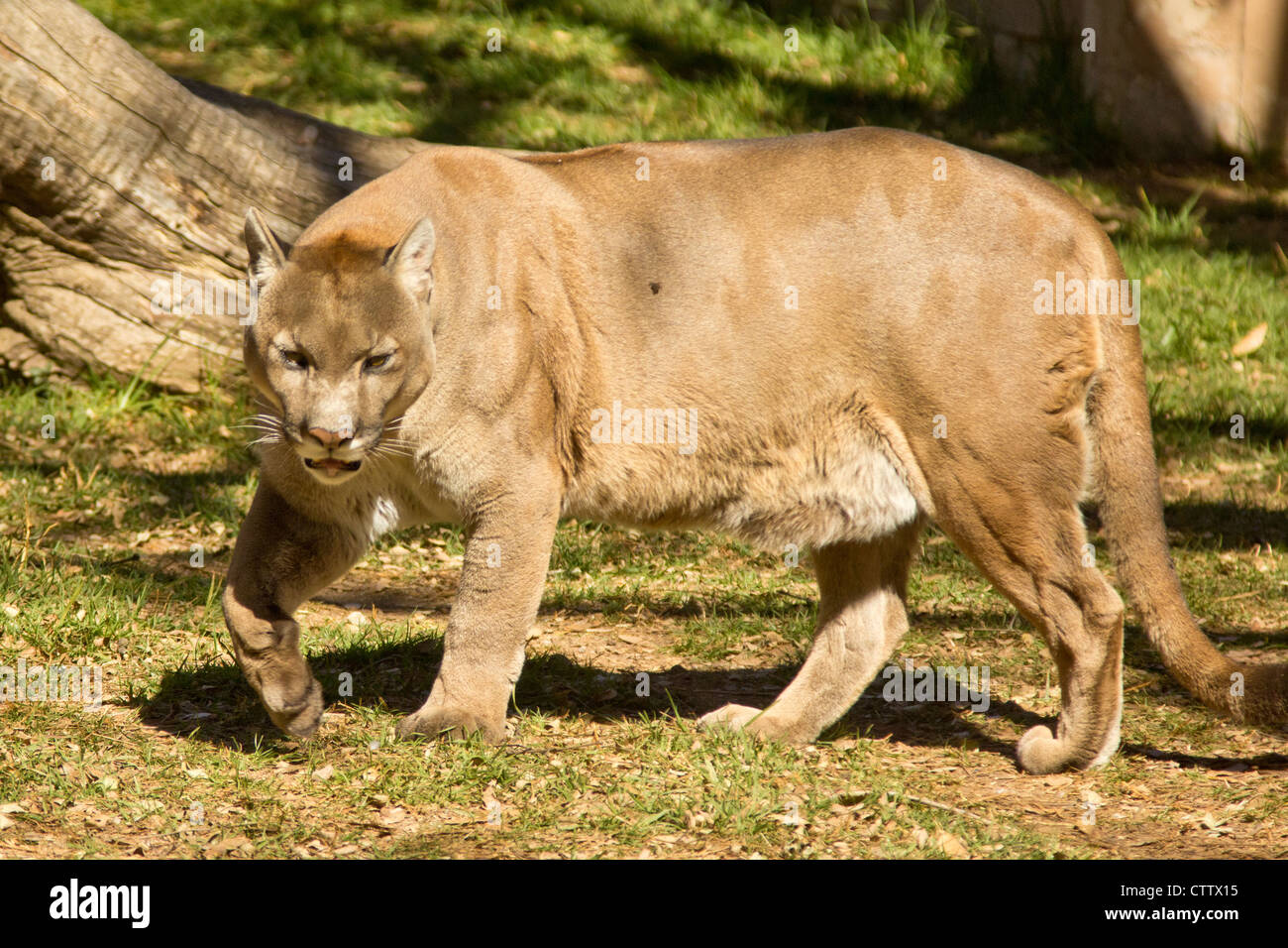 A puma, cougar or mountain lion walking around Stock Photo - Alamy
