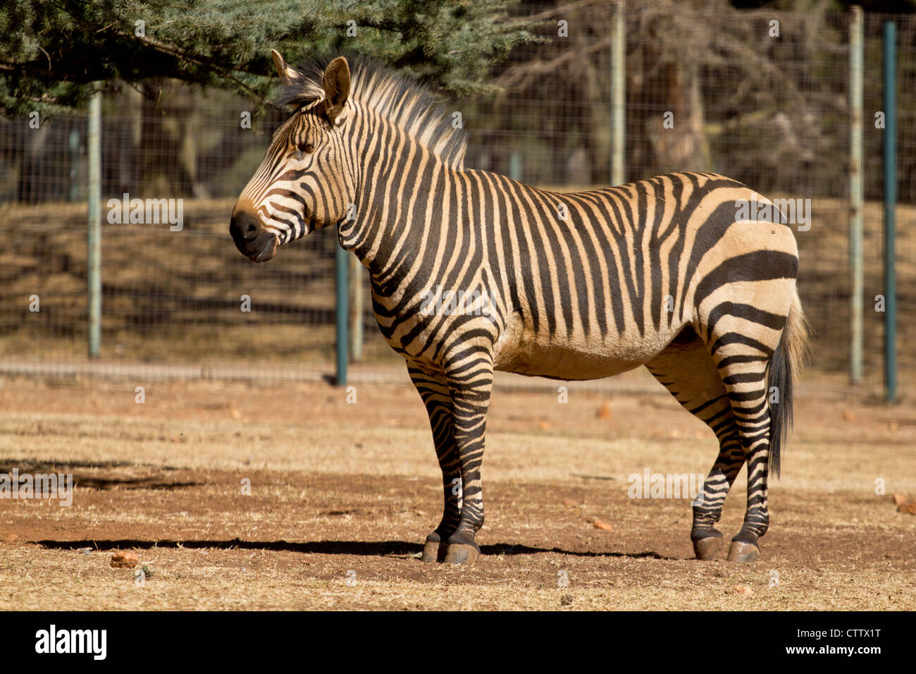 A zebra stading tall in a park in South Africa Stock Photo