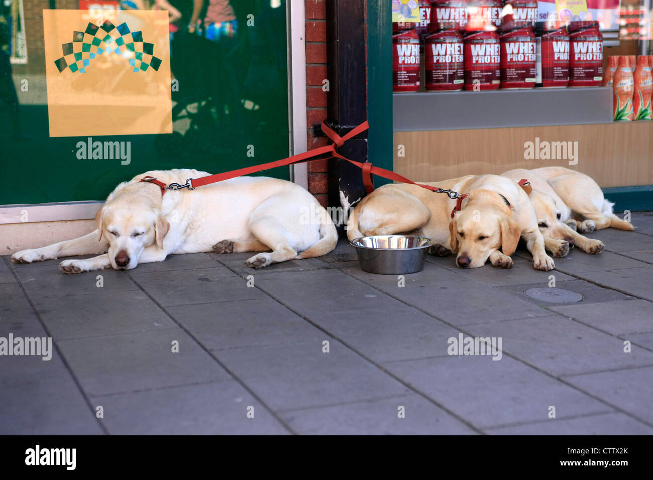 Labrador shopping hotsell