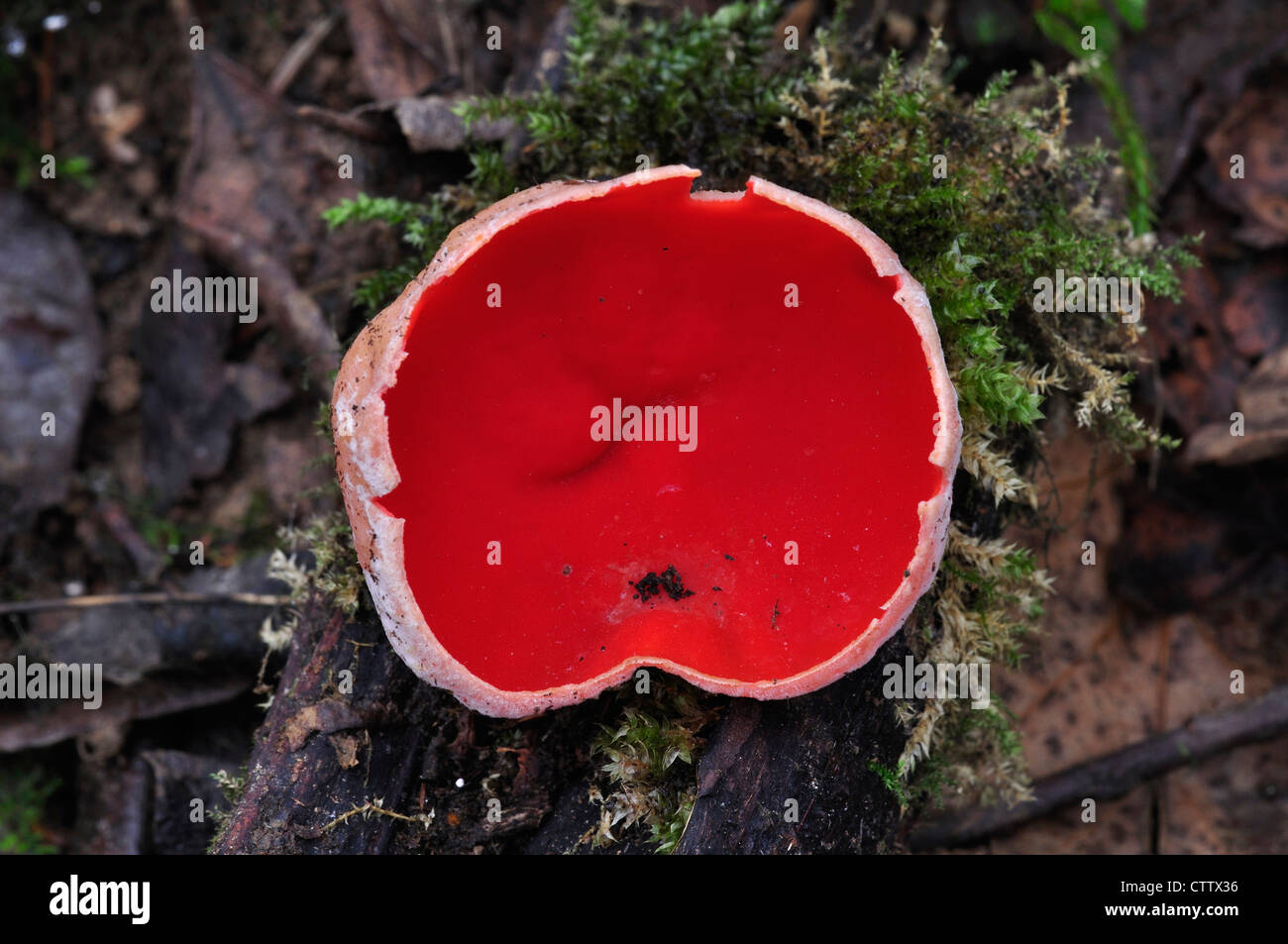 A scarlet elf cup fungus UK Stock Photo