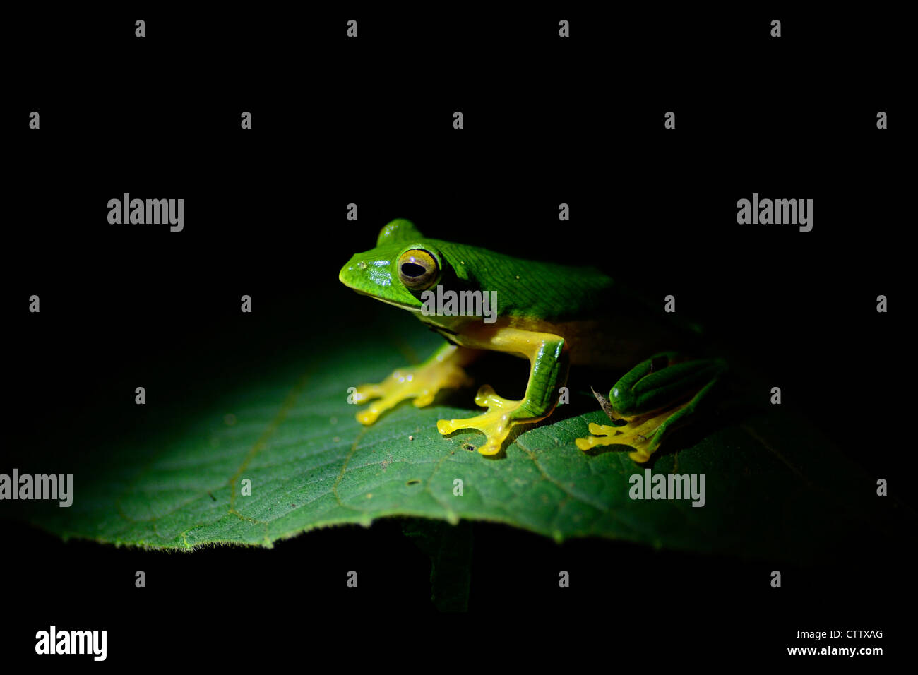 Malabar Gliding Frog in Anaimalai Tiger Reserve, India Stock Photo