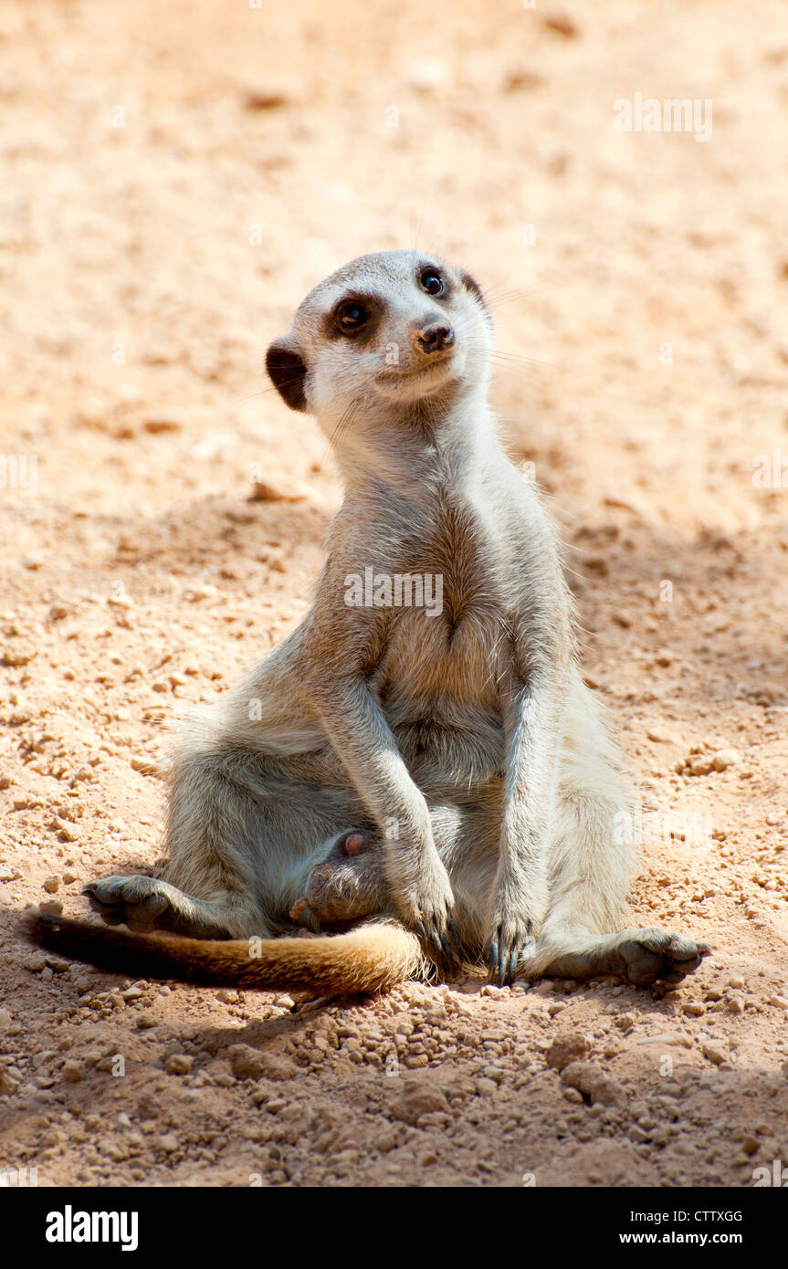 A sitting meerkat (Suricata suricatta) Stock Photo