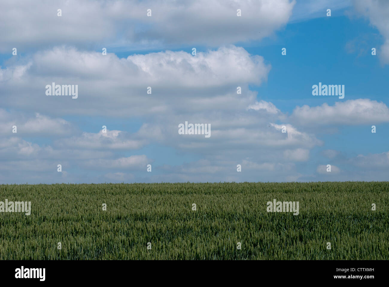 Green wheat field with dark blue sky and clouds Stock Photo - Alamy