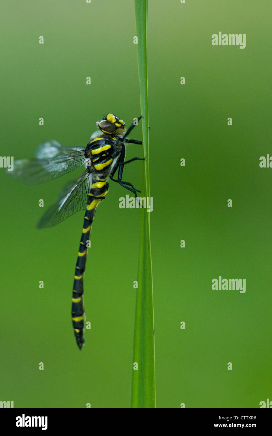 Gold Ringed Dragonfly Stock Photo