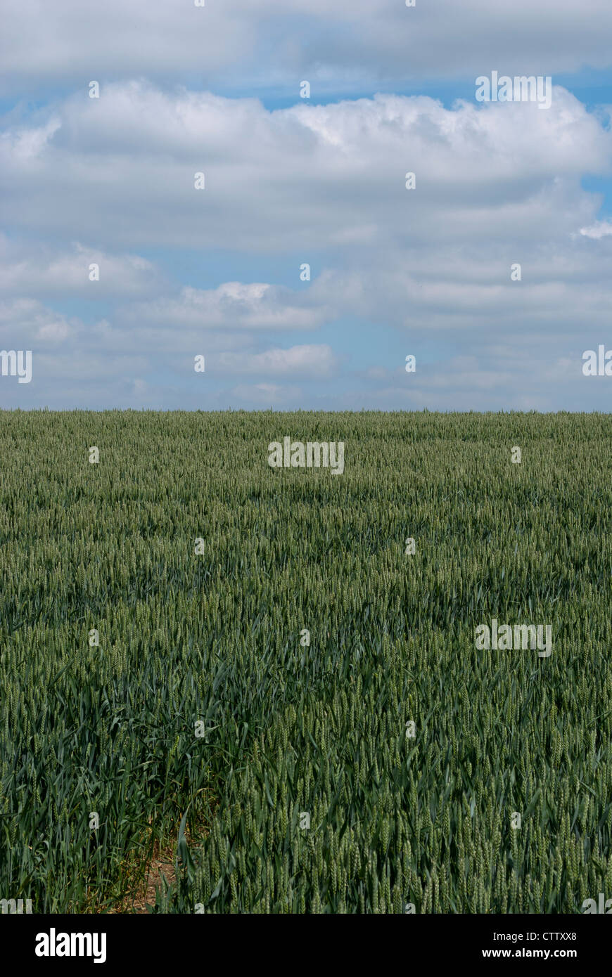 Green wheat field with dark blue sky and clouds Stock Photo - Alamy