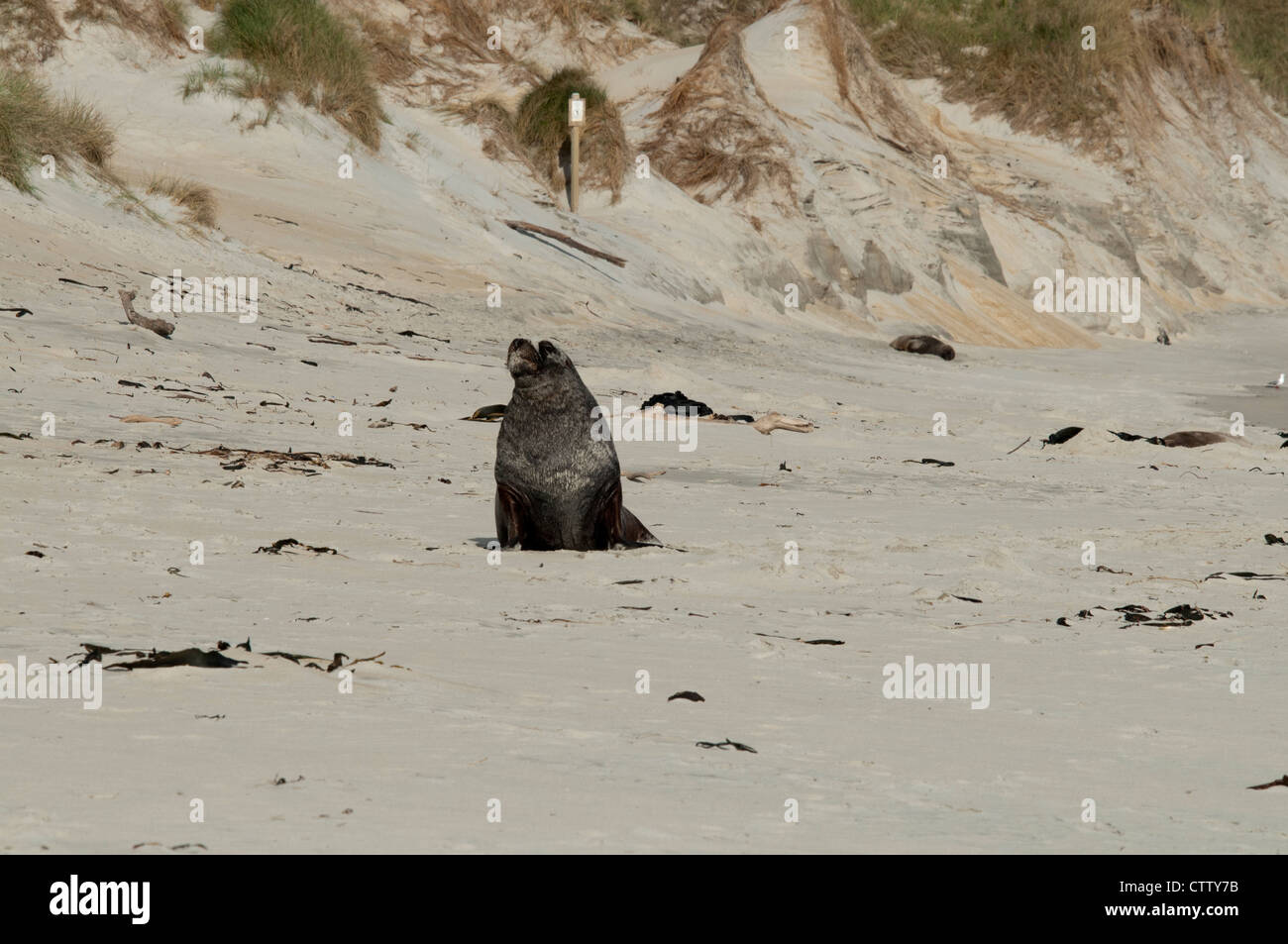 New Zealand sea lion relaxing on the beach of Sandfly Bay at the Pacific Coast of New Zealand's Otago Peninsula.  Nickerchen Stock Photo