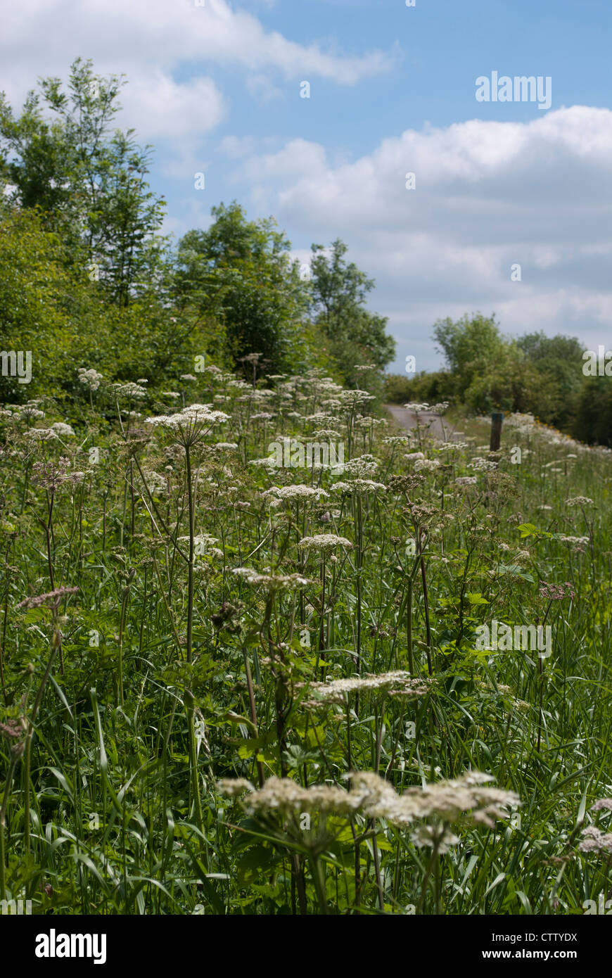 White Cow paisley flowers in roadside wild flower verge with trees and blue sky with clouds behind Stock Photo