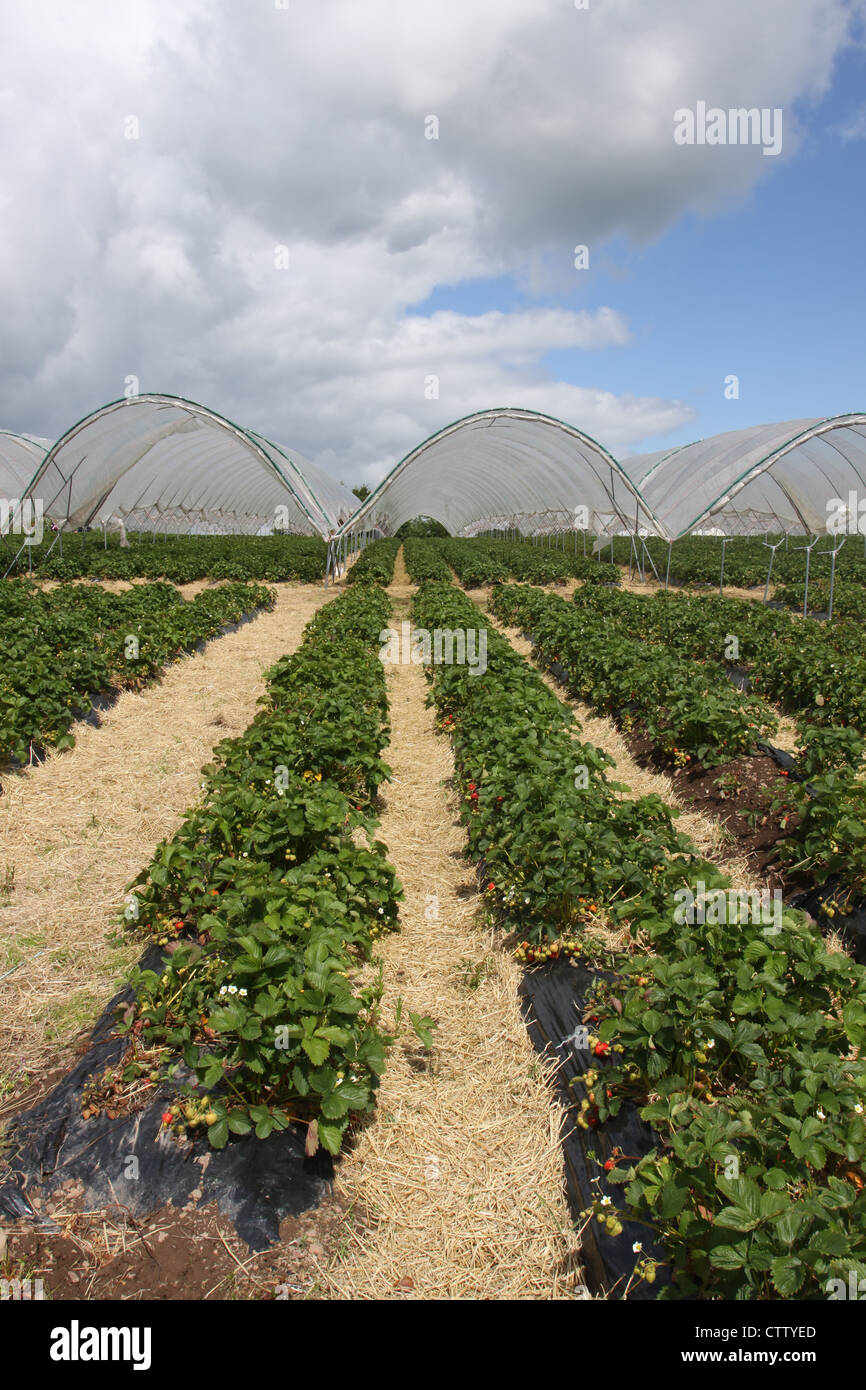 Fruit farm scotland hires stock photography and images Alamy