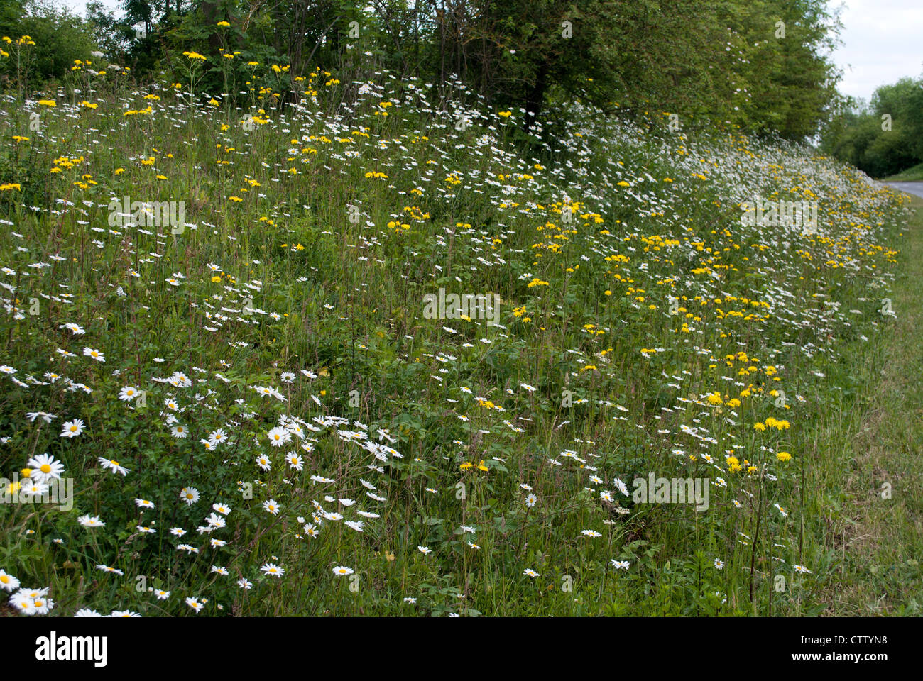 Flowers on grass verges hi-res stock photography and images - Alamy