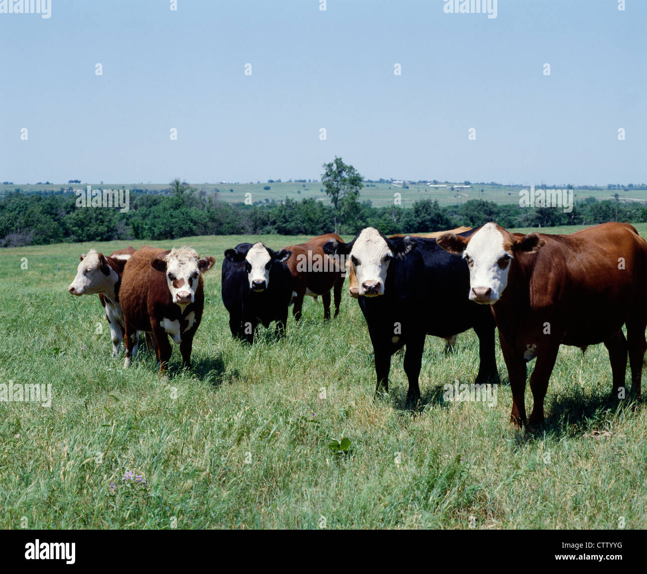 BEEF STEERS ON PASTURE / OKLAHOMA Stock Photo Alamy