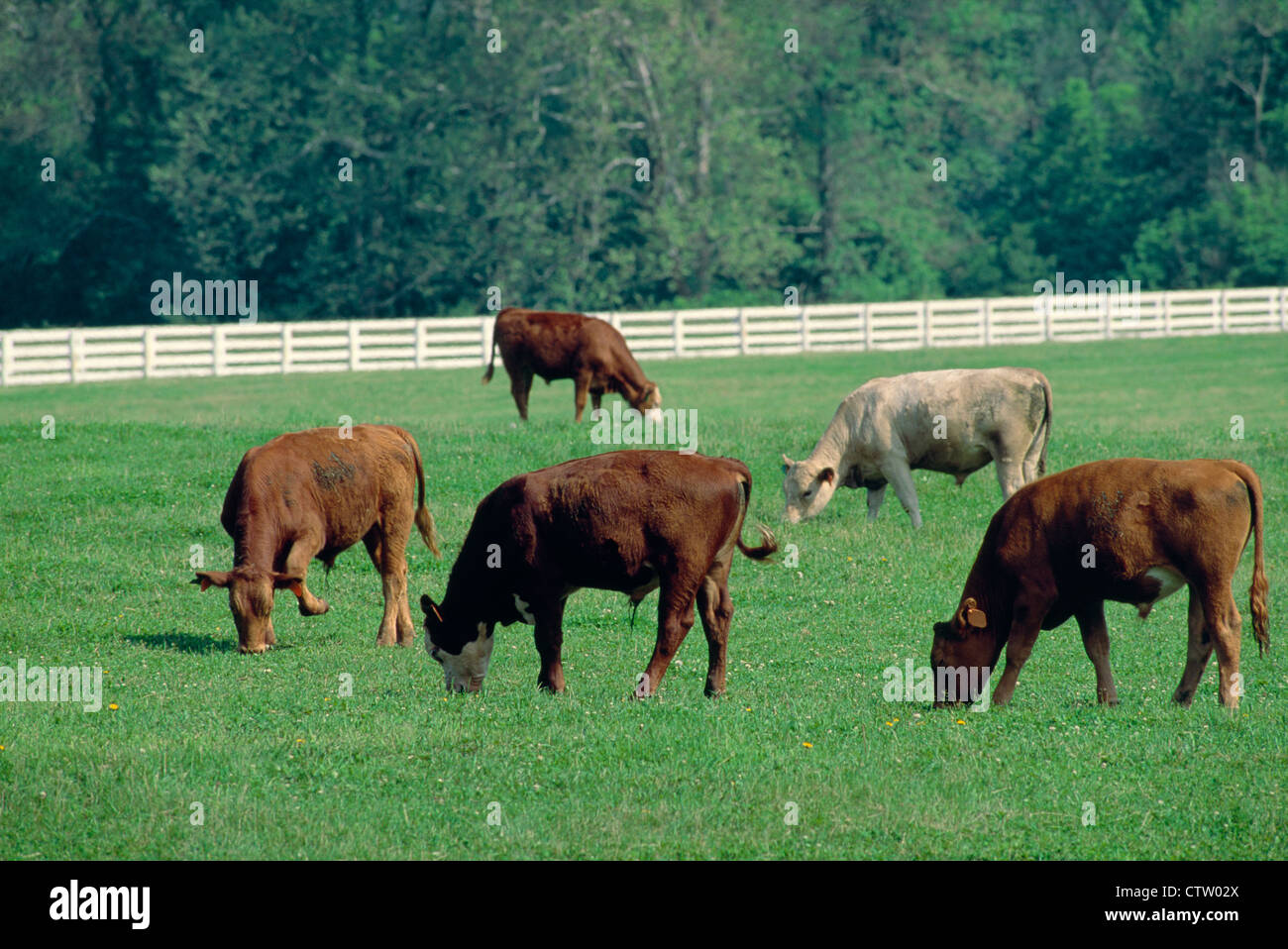 MIXED BREED FEEDER CATTLE / KENTUCKY Stock Photo Alamy