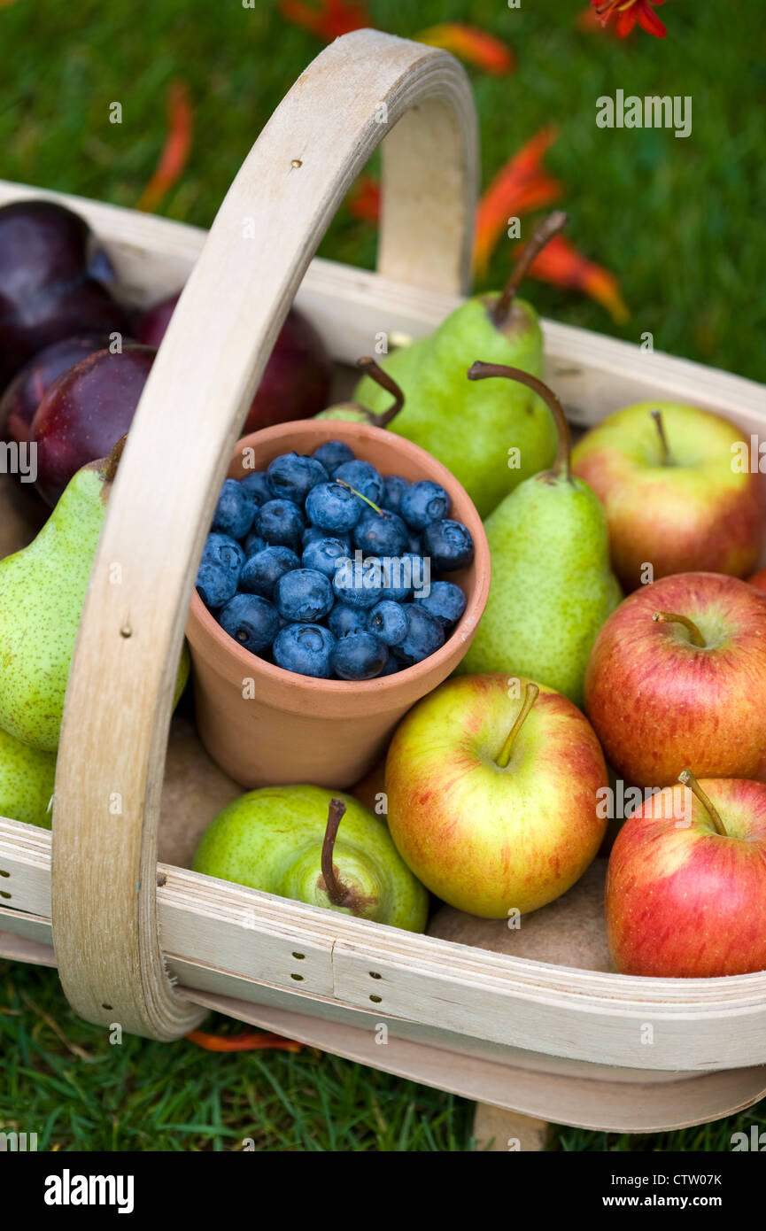 trug of harvested summer fruit including: blueberries, cherries, apples, pears, strawberries, plums Stock Photo